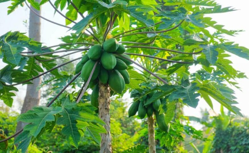 Papaya