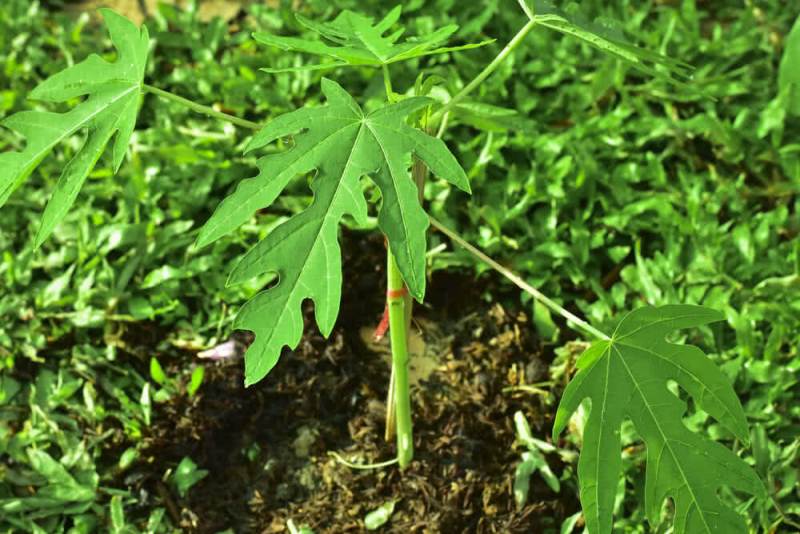 papaya