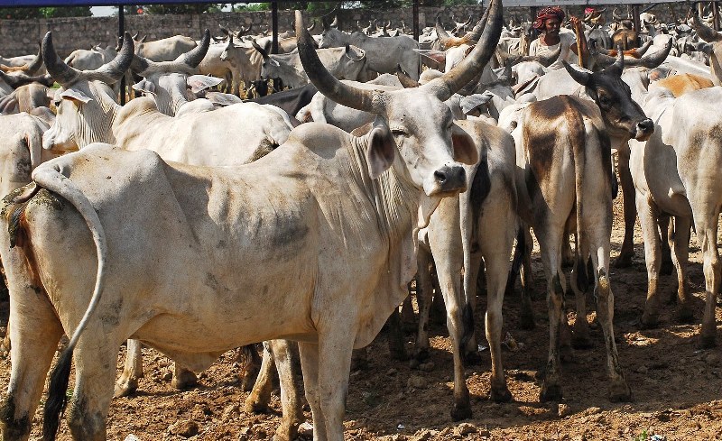 Cow