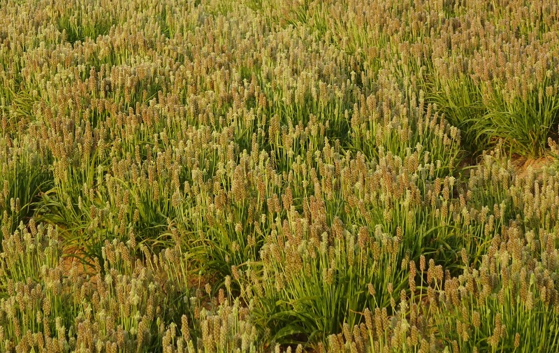 isabhal