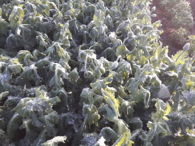 Frost