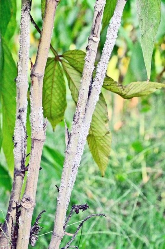Lac cultivation