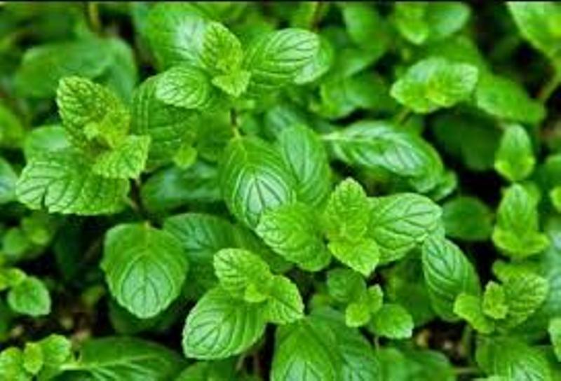 Mint