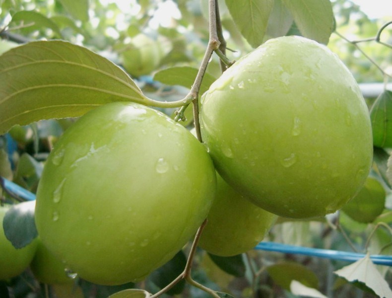 Apple