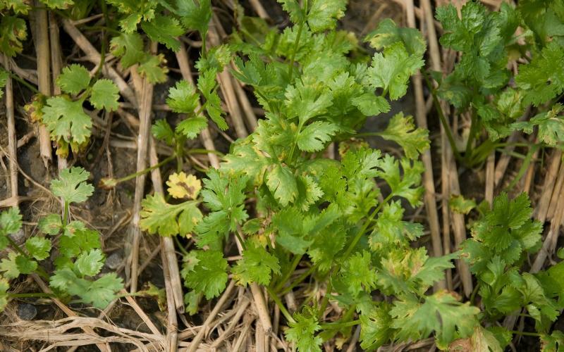 coriander
