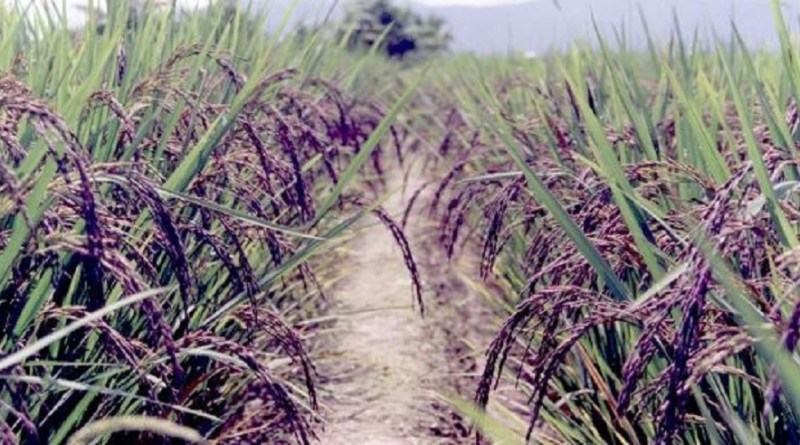 black wheat