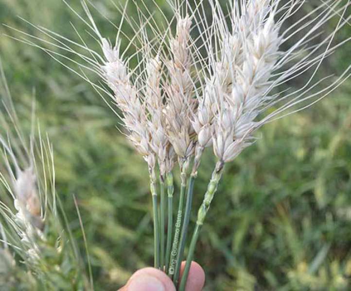 Wheat