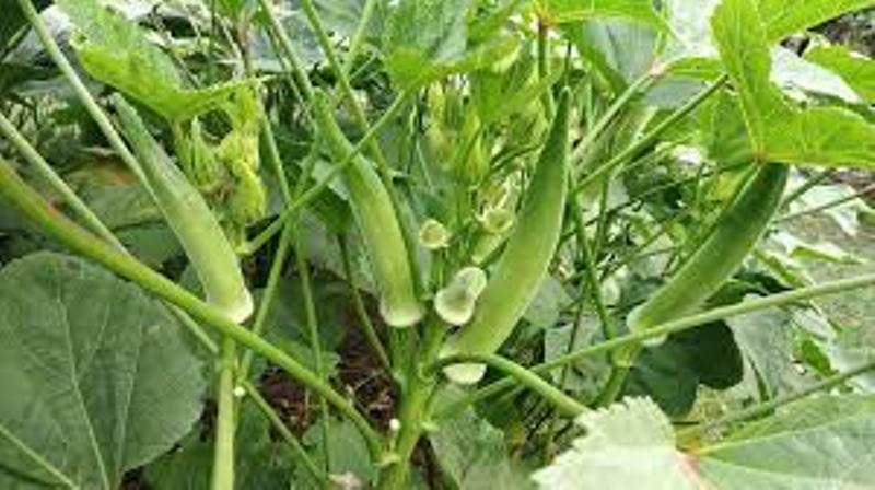 bhindi