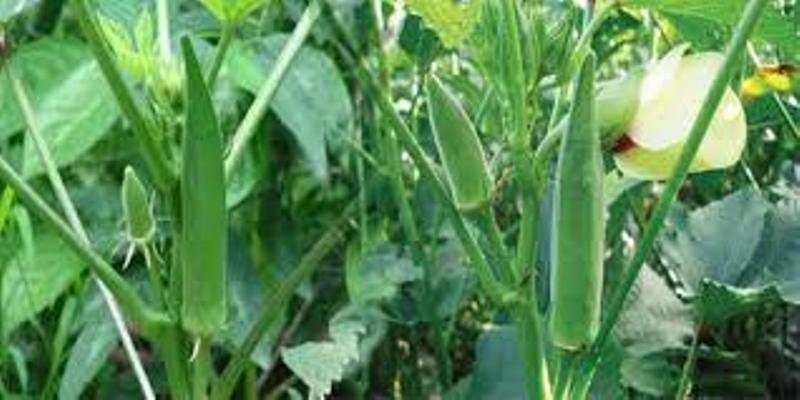 bhindi