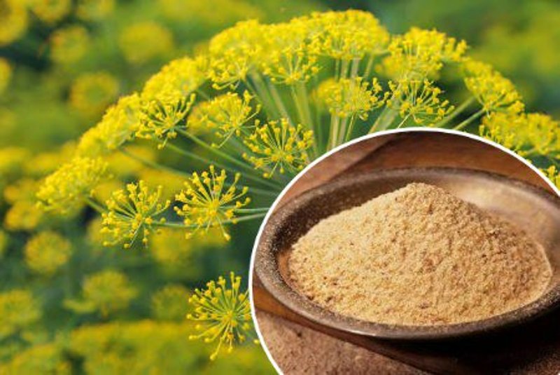 asafoetida cultivation