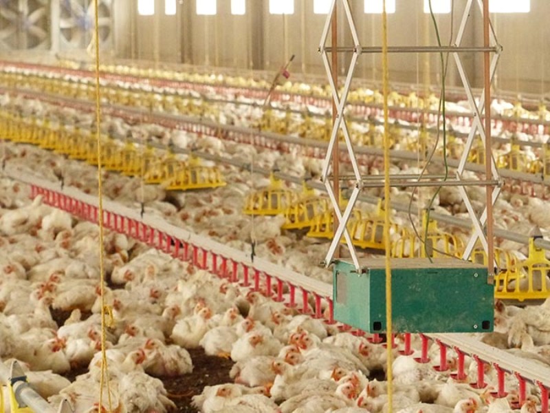 hen