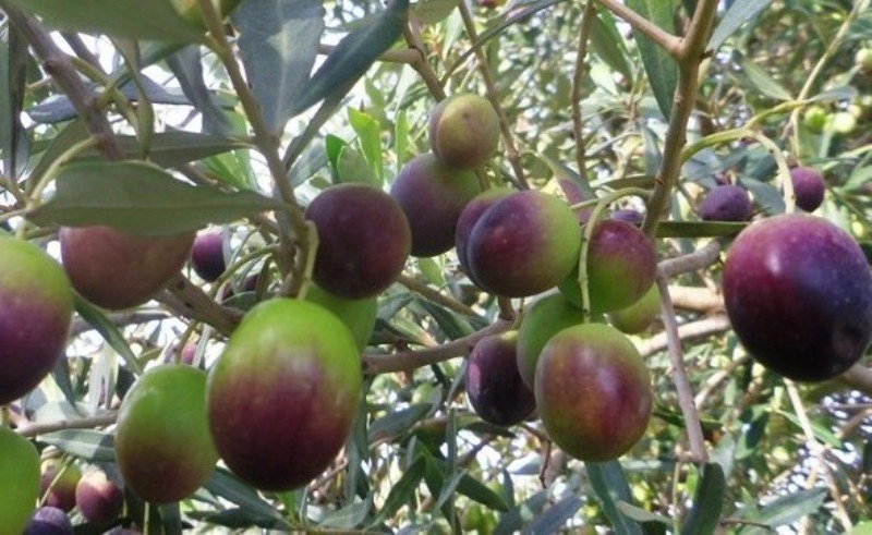 olive