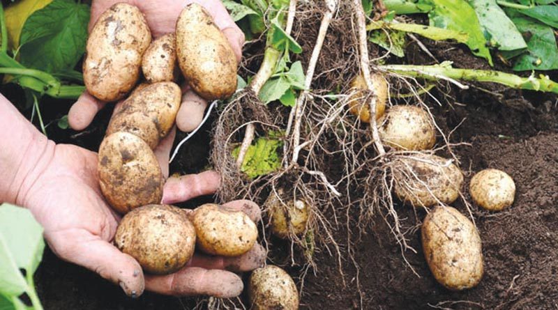 Potato Farming