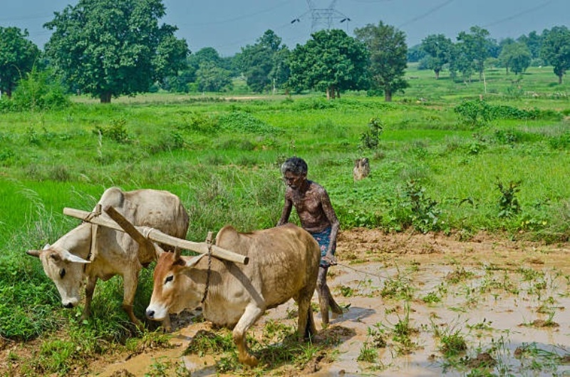 farmer
