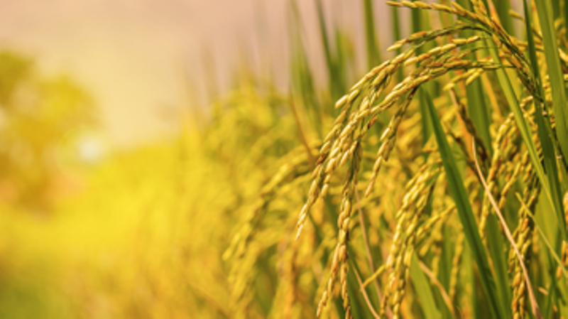 crop