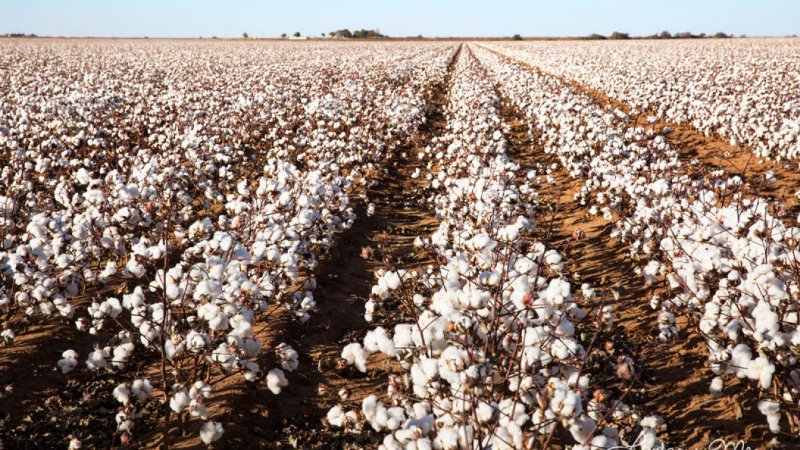 cotton