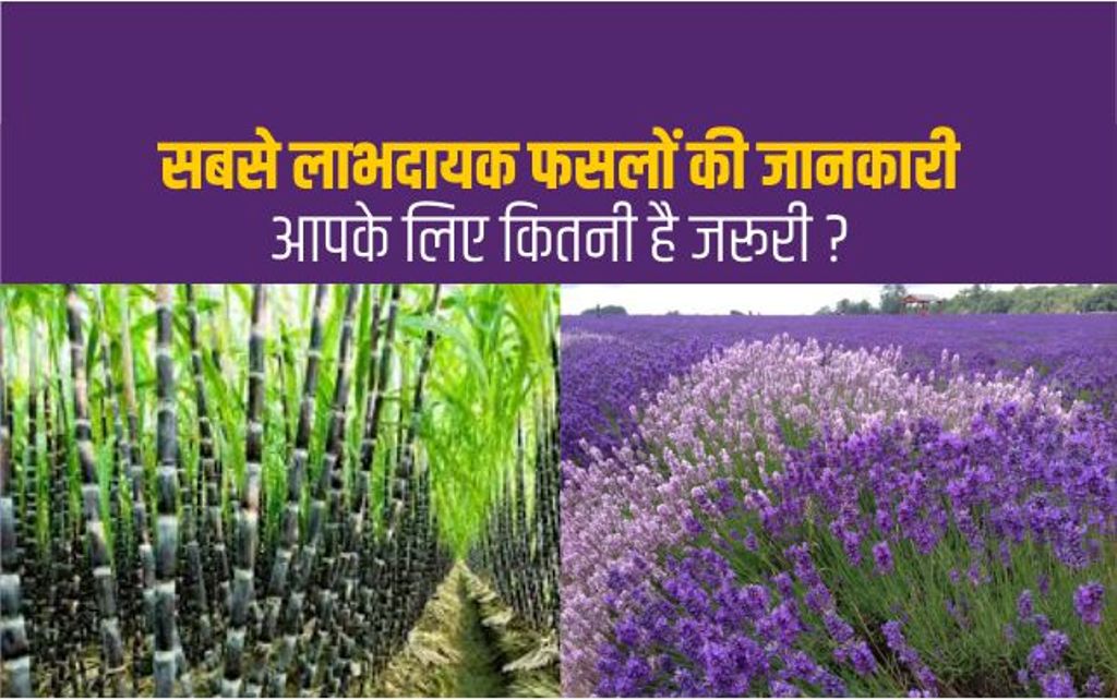 Most Profitable Crops: उच्च मुनाफे वाली नकदी फसलें, आसान तरीके से कैसे ...