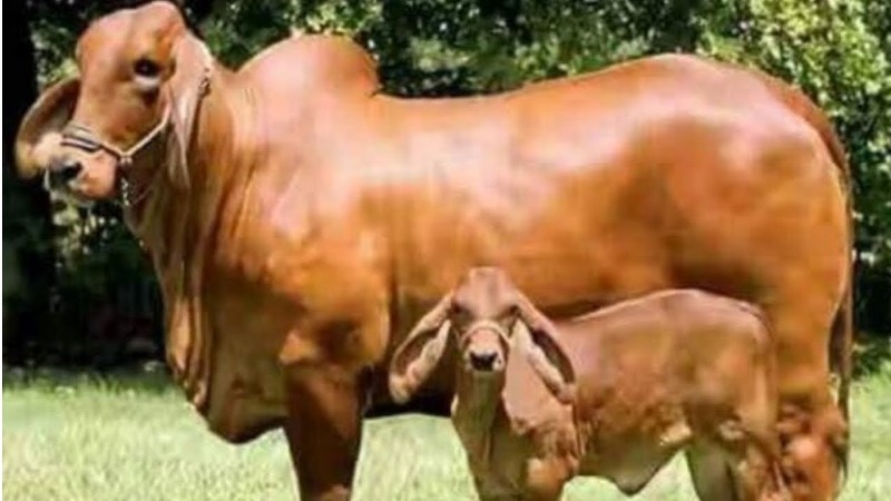 Cow