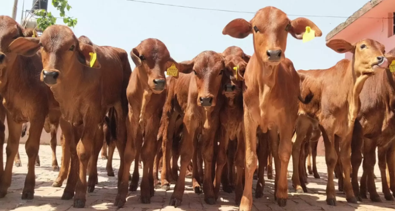 cow