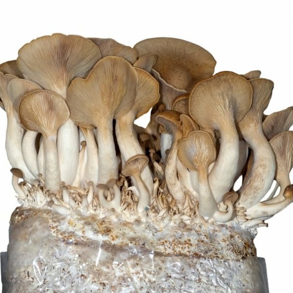 mushroom