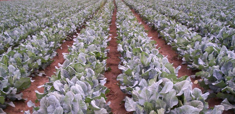 cauliflower