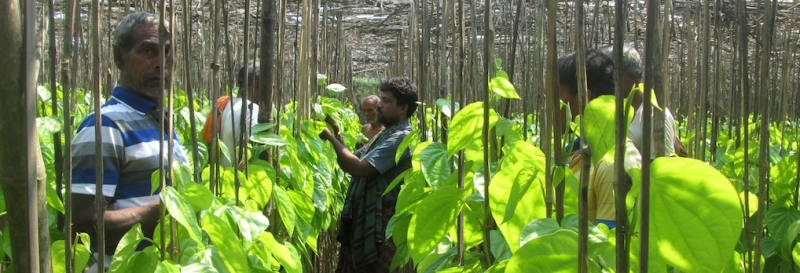 Farmer
