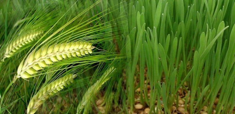 Wheat