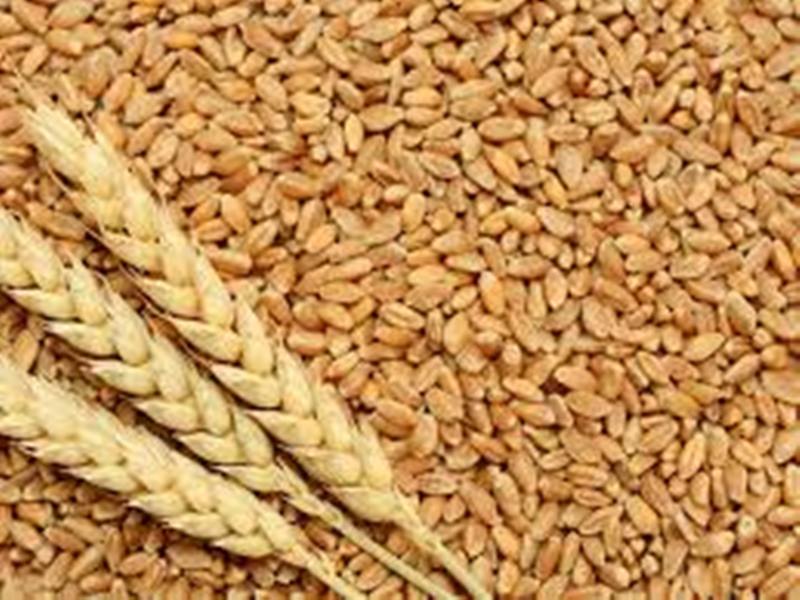 wheat