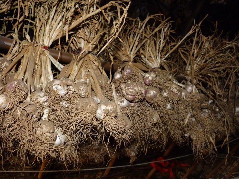 Garlic