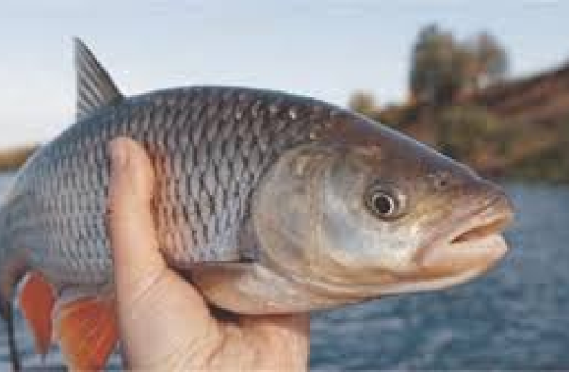 fish