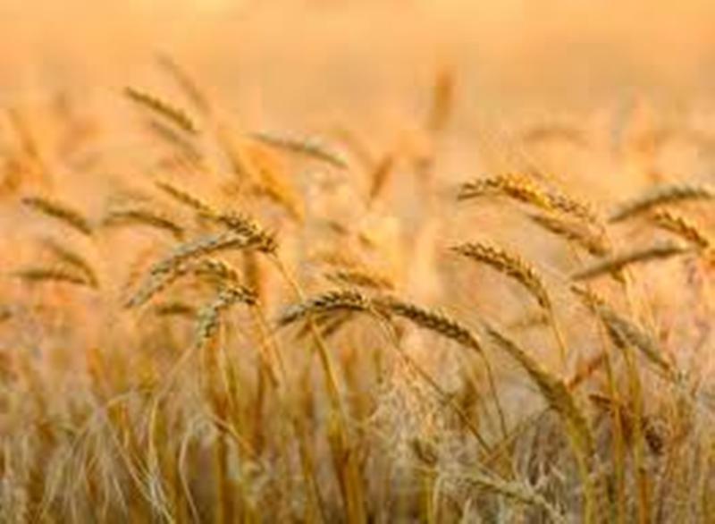 Wheat