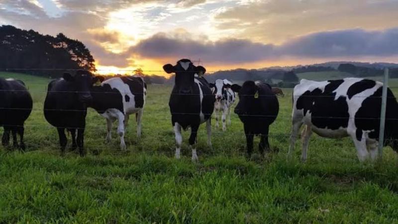 Cow