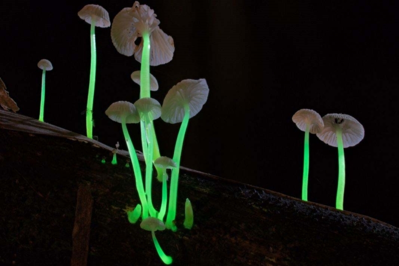 Mushroom