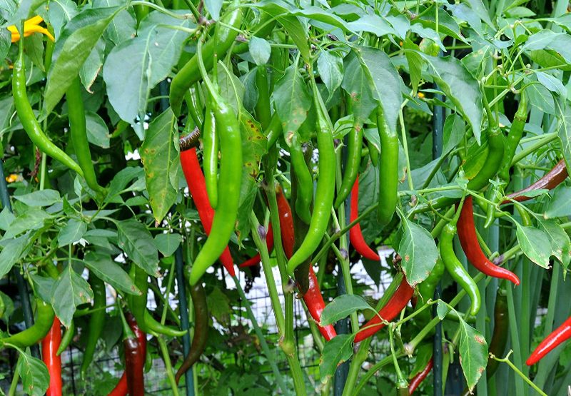 chilli
