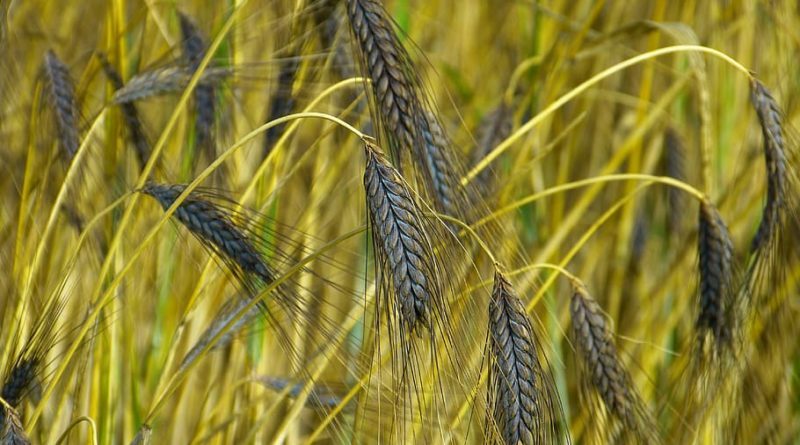 blackwheat