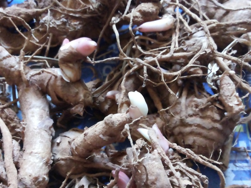 black Turmeric