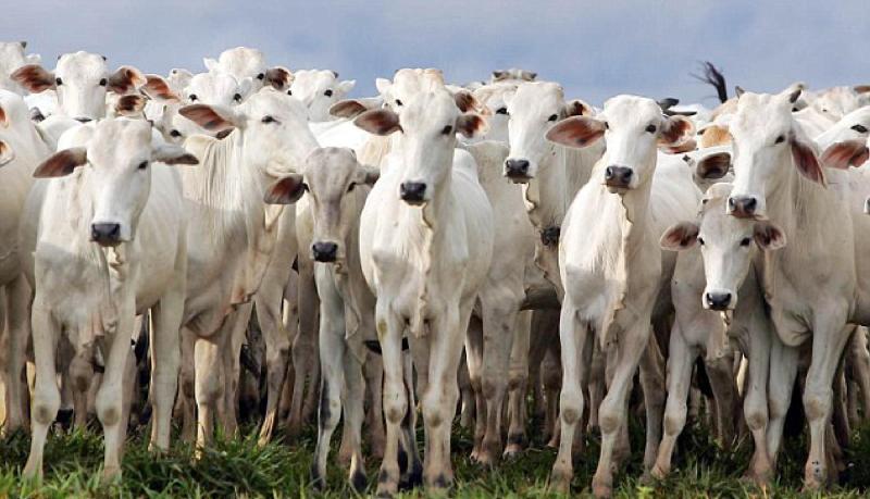 cow
