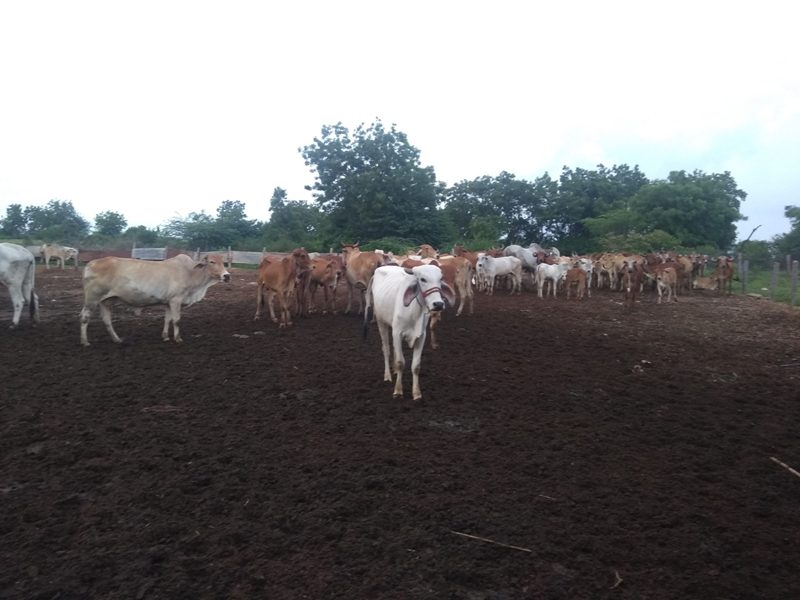 cow