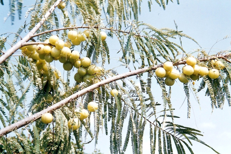 amla