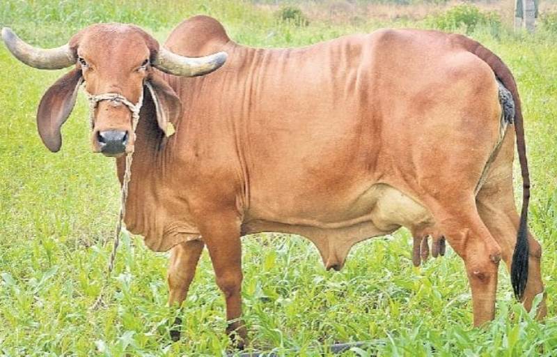 Cow