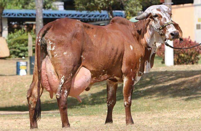 Gir Cow