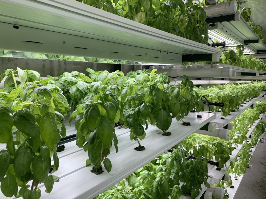 hydroponic
