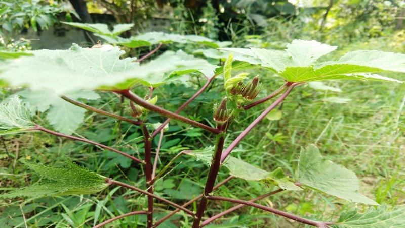 Lal Bhindi