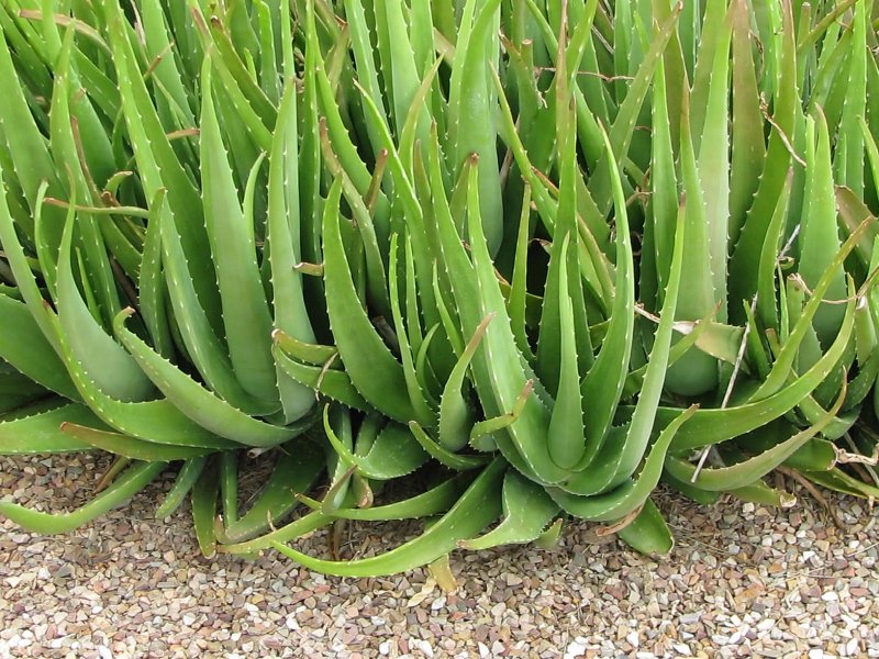 Aloevera
