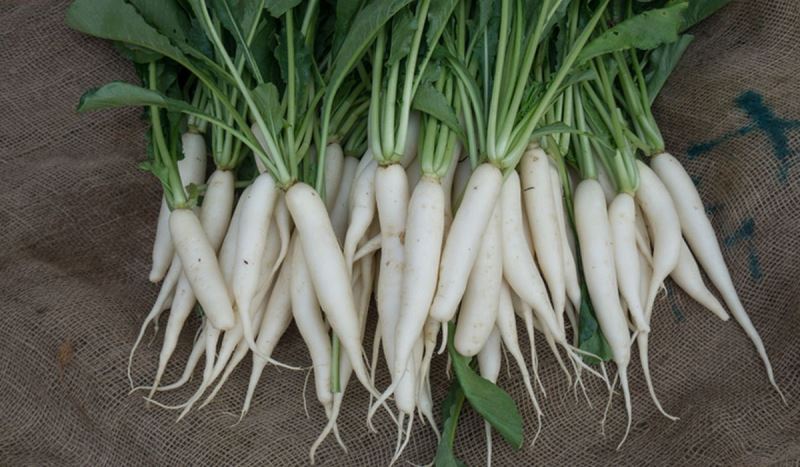 Radish