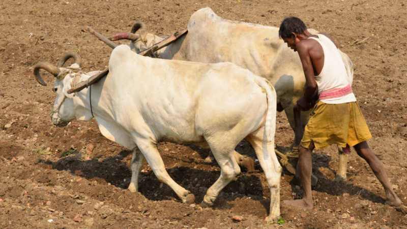 Farmer