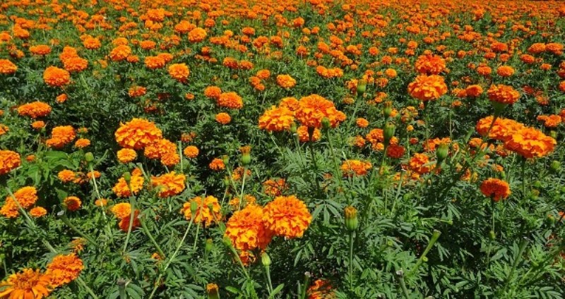 Marigold flower Cultivation