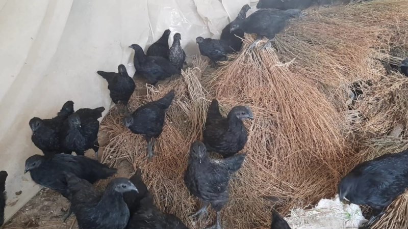 Kadaknath News