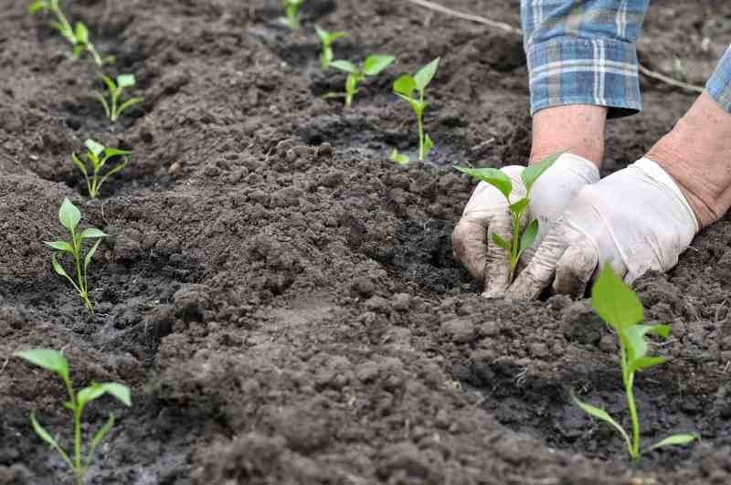 Chilli transplanting