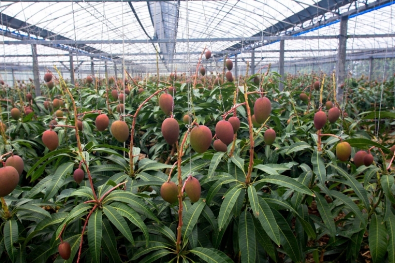 Mango Fruits